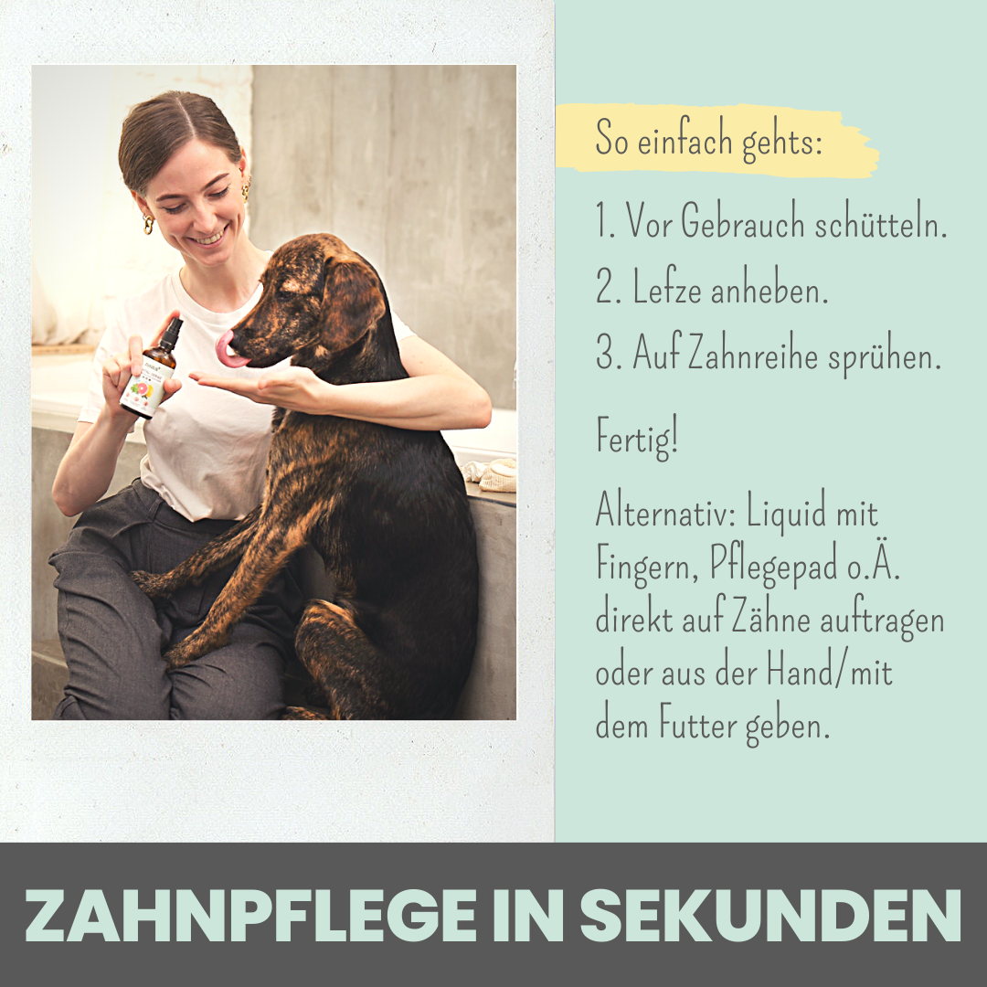 noms+ Dental-Spray bei Zahnstein für Hunde und Katzen (100ml)