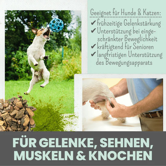 noms+ Gelenkmix für Hunde und Katzen mit Teufelskralle, Kurkuma & Glucosamin (150g)