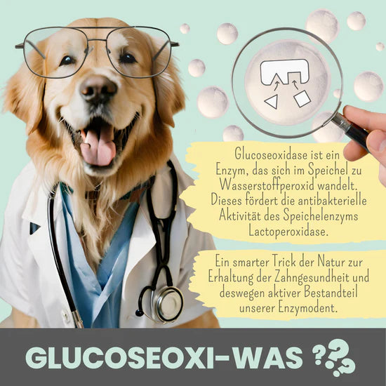Hund erklärt die Funktion von Glucoseoxidase – wichtiges Enzym in der Zahnpflege für Hunde.