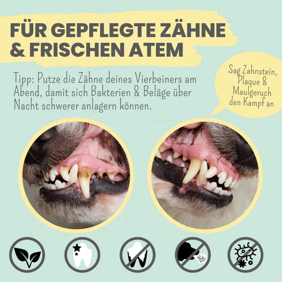 Vergleich: Hundezähne vor und nach der Anwendung von enzymatischer Zahnpasta gegen Zahnbelag und Zahnstein.