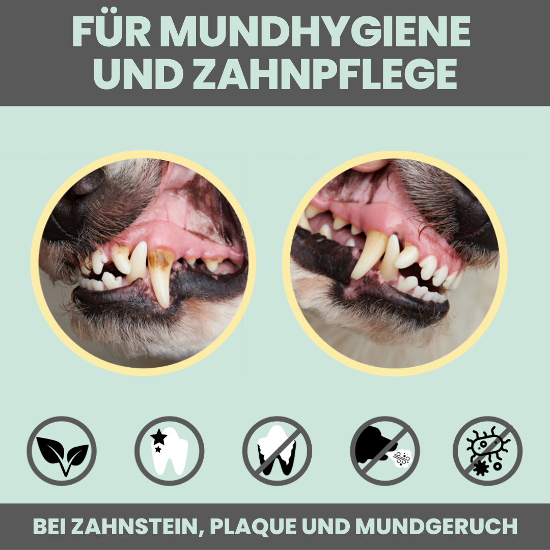 noms+ Dental-Spray bei Zahnstein für Hunde und Katzen (100ml)
