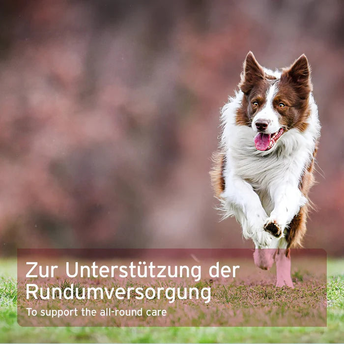 AniForte® 4in1 Complete Dog – Fördert das Immunsystem, Gelenke und Fell mit hochwertigen Naturstoffen für Hunde.