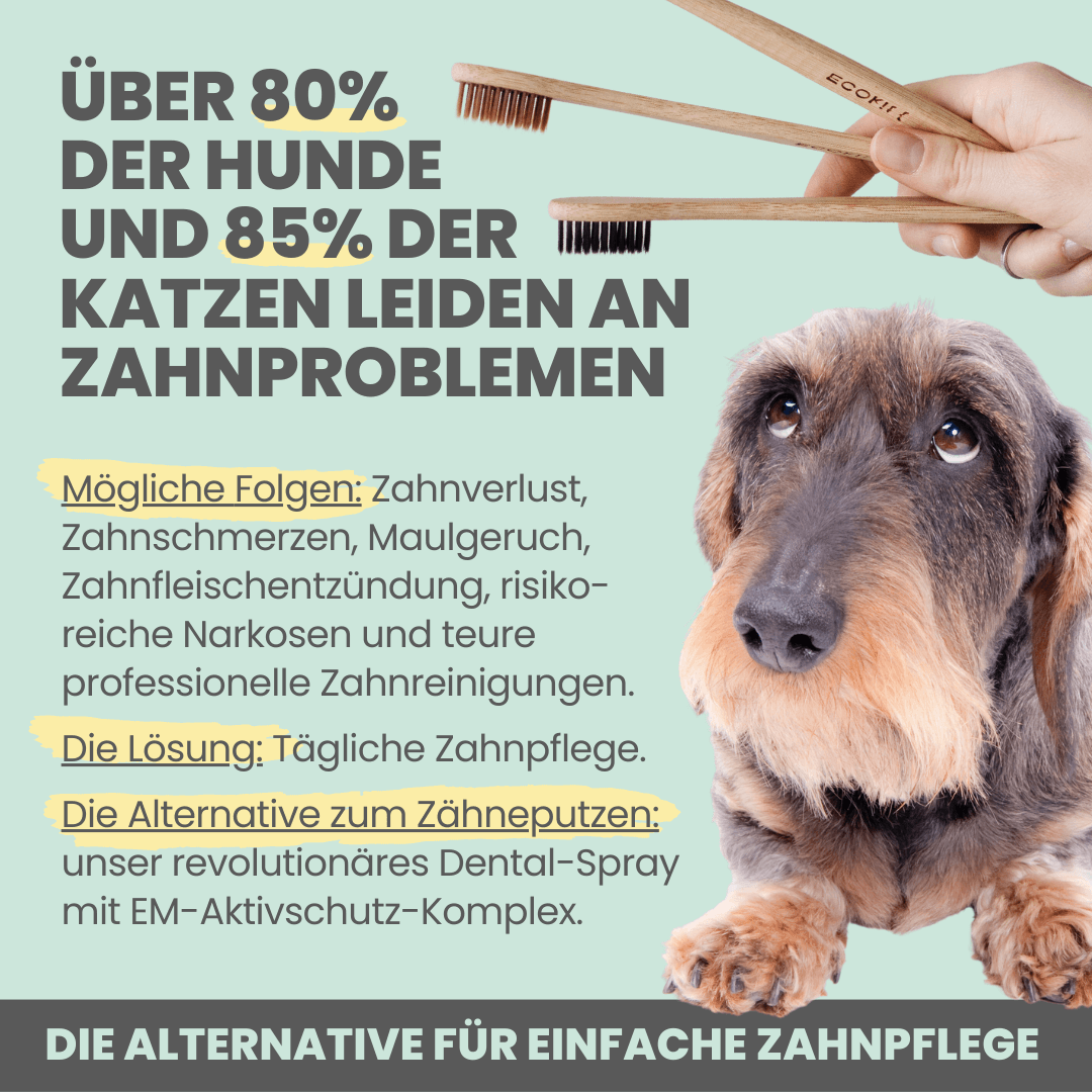 noms+ Dental-Spray bei Zahnstein für Hunde und Katzen (100ml)