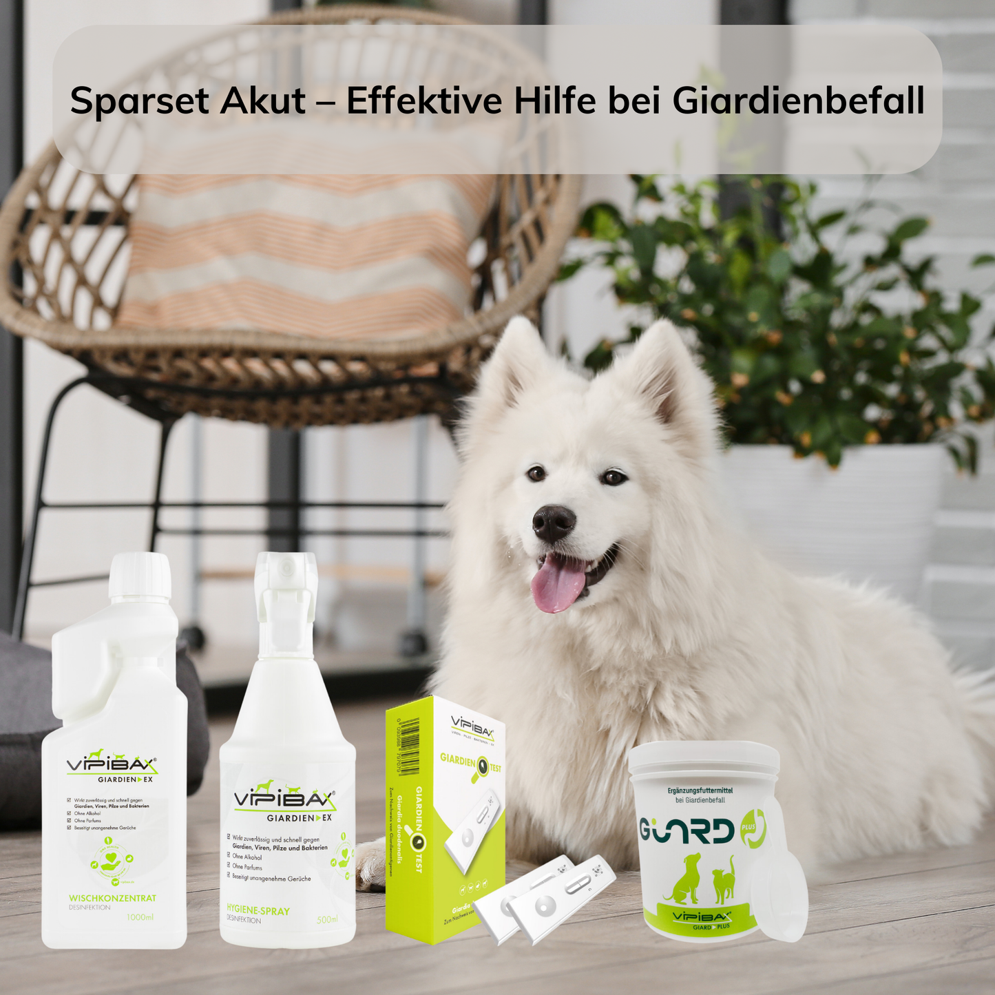 Giardien Akut Bundle für die schnelle Diagnose und Behandlung von Giardienbefall bei Tieren