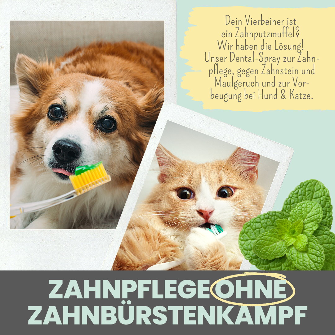 noms+ Dental-Spray bei Zahnstein für Hunde und Katzen (100ml)