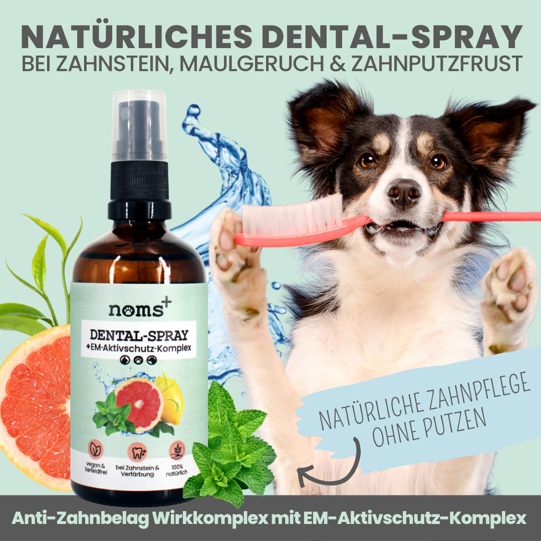 noms+ Dental-Spray bei Zahnstein für Hunde und Katzen (100ml)