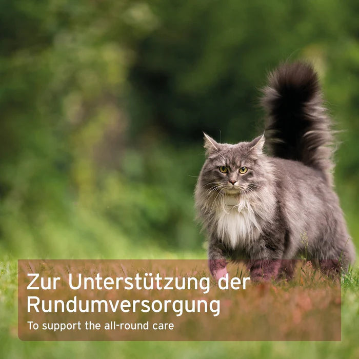 4in1 Complete Cat – Natürliche Hilfe für die Magen-Darm-Funktion und das allgemeine Wohlbefinden deiner Katze.