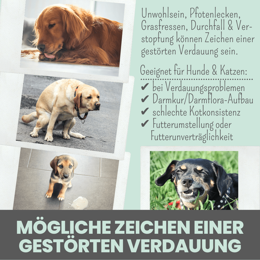 noms+ Verdauungsmix für Hunde als Präbiotikum für Magen- & Darmflora (150g)