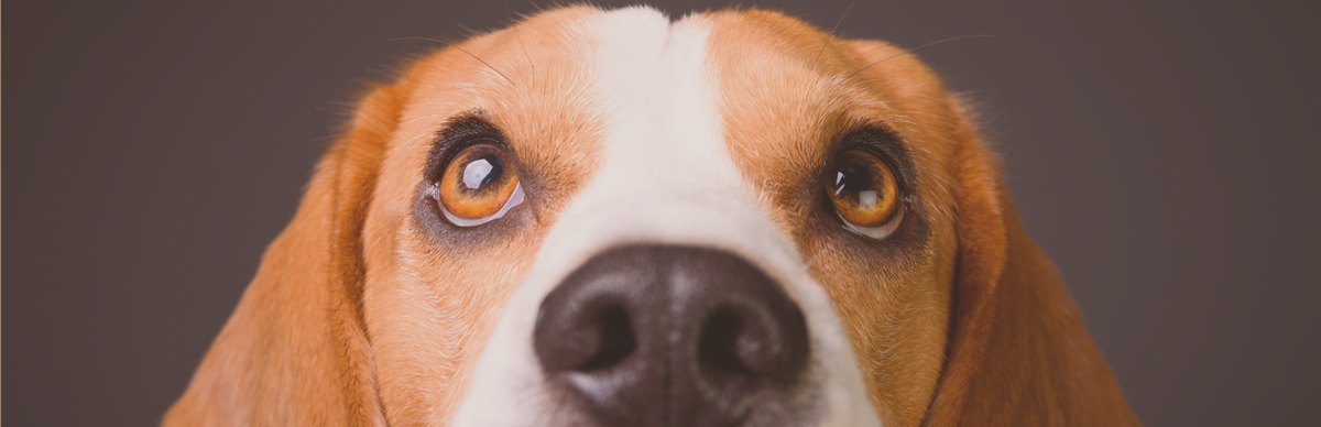 HUNDE