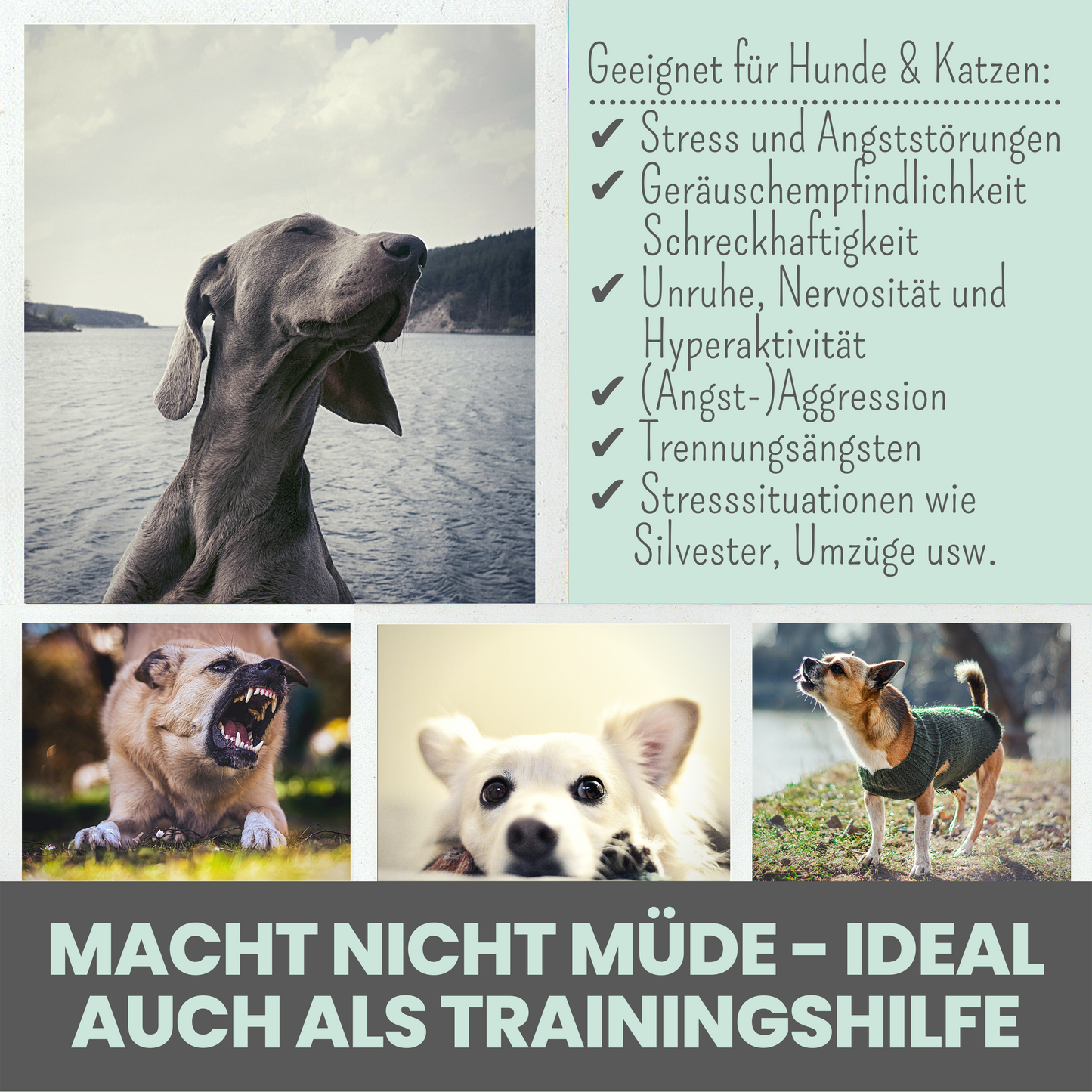 noms+ Wohlfühltabs für Hunde bei Stress, Angst, Unruhe und Hyperaktivität (110g)