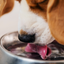 TEEF VitaePlus® Zahnpflegepulver für Haustiere – natürliche Mundhygiene für Hunde & Katzen durch Wasserzusatz.