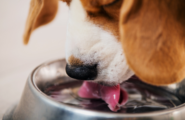 TEEF VitaePlus® Zahnpflegepulver für Haustiere – natürliche Mundhygiene für Hunde & Katzen durch Wasserzusatz.