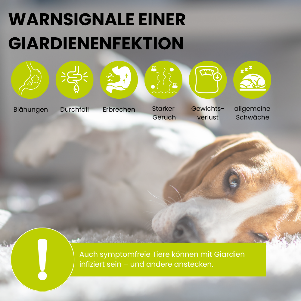 ViPiBaX Giardien EX® Wischkonzentrat 5l