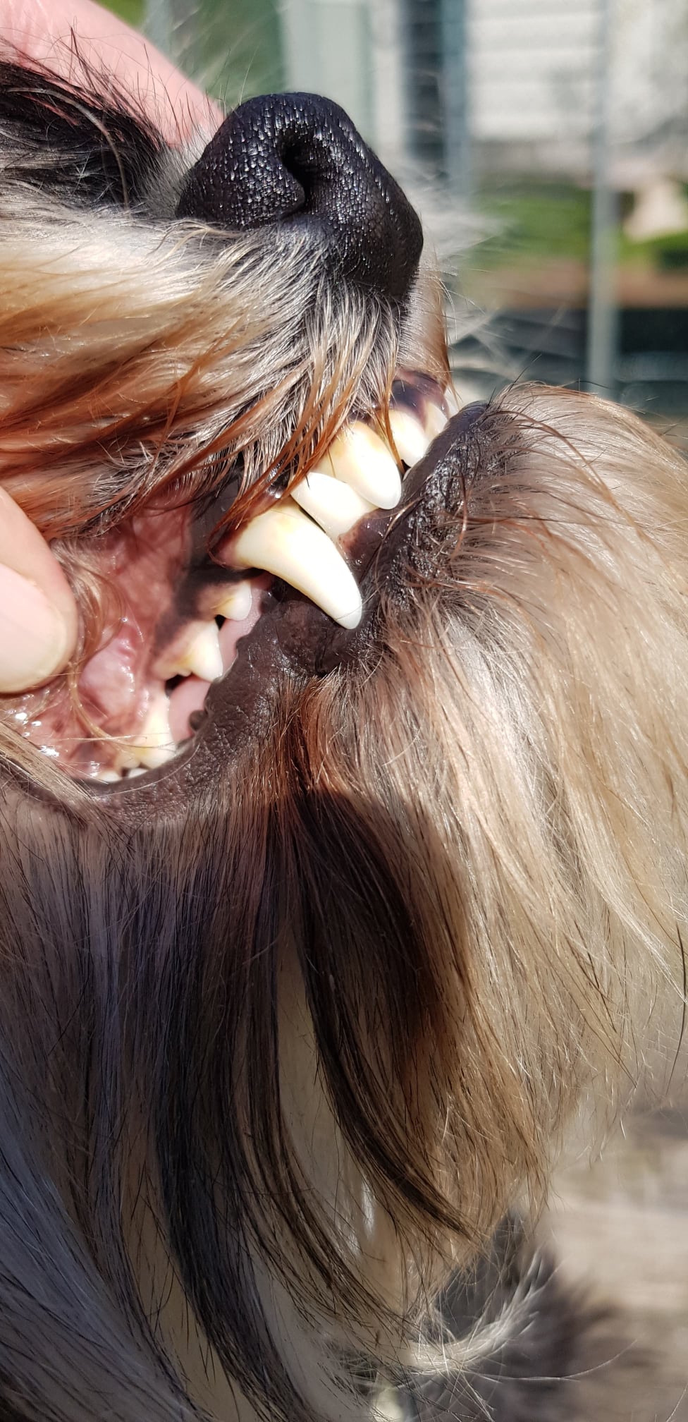 Zahnpflege für Hunde & Katzen – TEEF VitaePlus® einfach ins Trinkwasser geben für gesunde Zähne und frischen Atem.