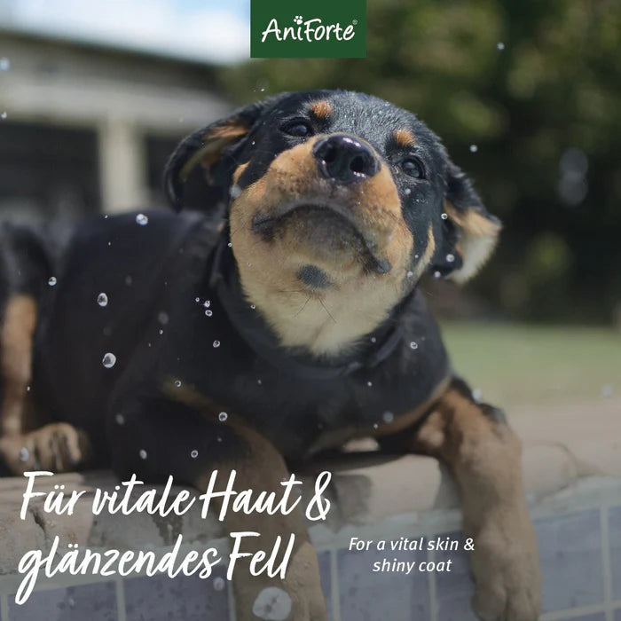 AniForte® Aloe Vera Shampoo – Natürliche Pflege für alle Felltypen, unterstützt die Haut und sorgt für ein glänzendes, leicht kämmbares Fell.