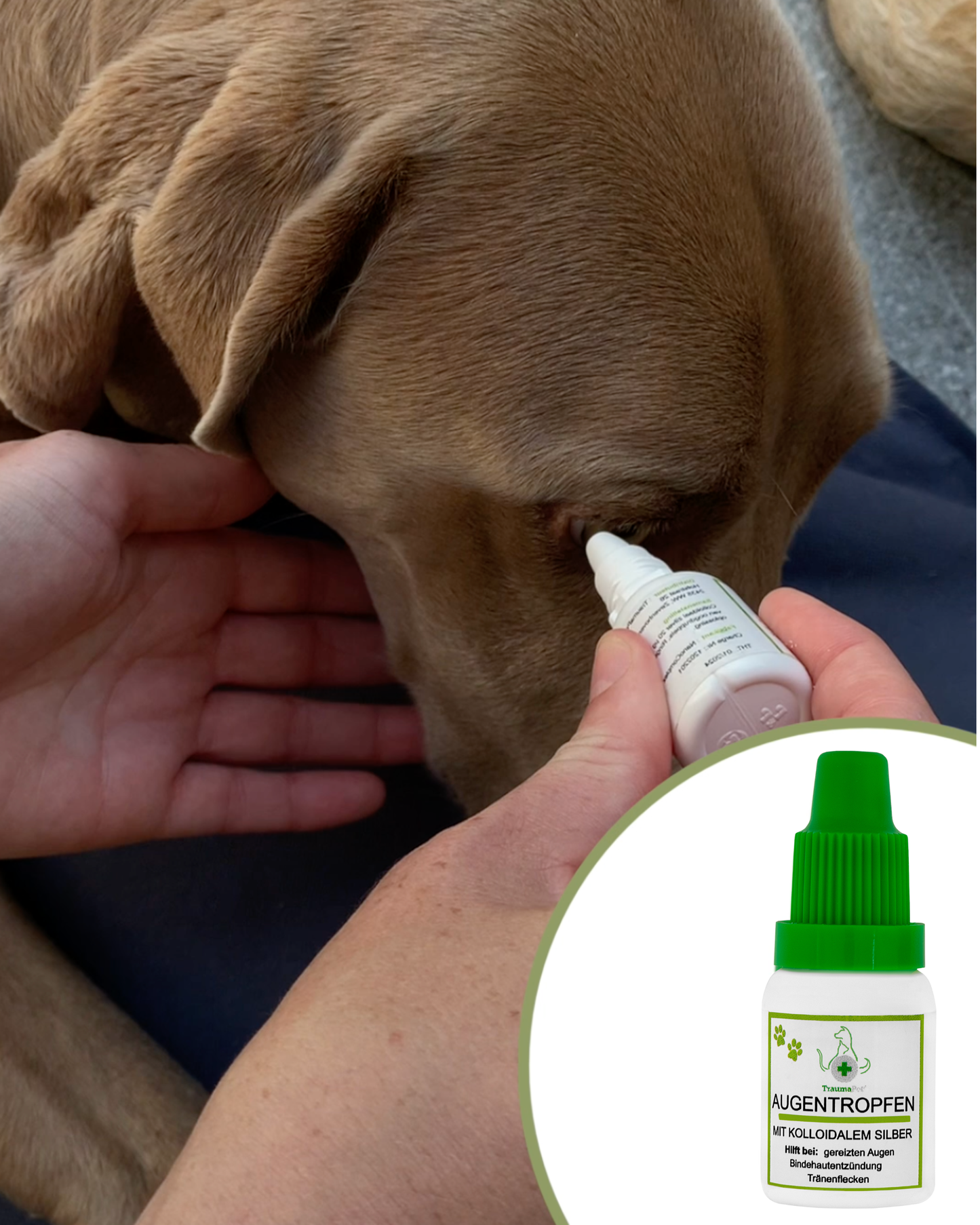TraumaPet Augentropfen mit kolloidalem Silber für Tiere 10ml