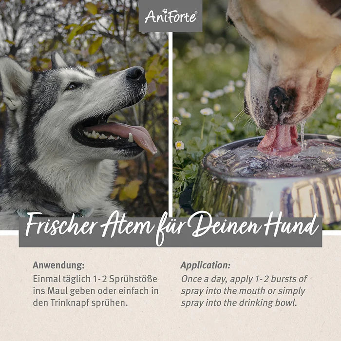 AniForte® Denta Clean & Care Dentalspray 100 ml