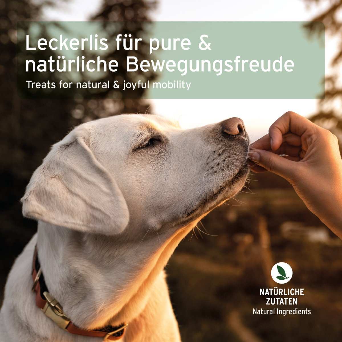 AniForte® Gelenk-Snack