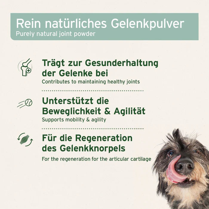Grünlippmuschel-Pulver für Hunde und Katzen – natürliche Unterstützung für Gelenke und Mobilität.