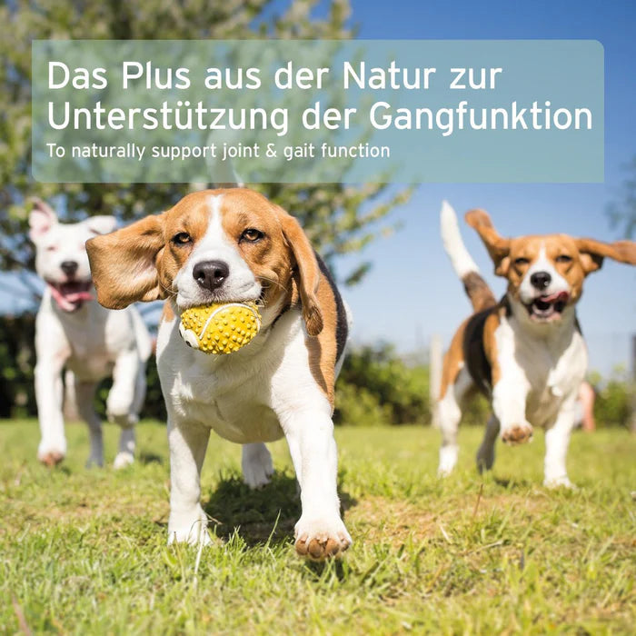 Natürliche Gelenkpflege für Hunde und Katzen – Grünlippmuschel als bewährte Unterstützung.