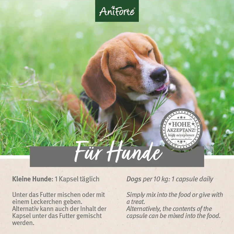 Zeckenabwehr für Hunde – AniForte® ZeckenSchild Kapseln mit Kräutern